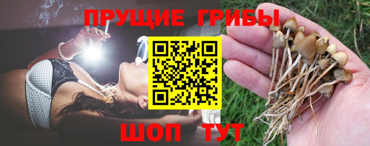 Галлюциногенные грибы Cubensis Россия